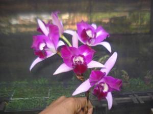 Laeliocattleya Carrie Johnson