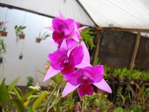 Laeliocattleya Carrie Johnson