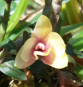 Dendrobium Flower Baby