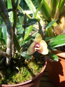 Dendrobium Flower Baby