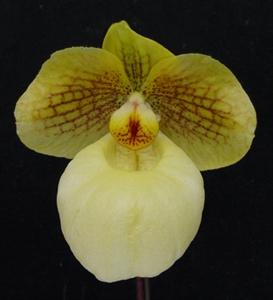 Paphiopedilum Fumi's Delight