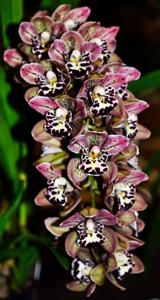 Cymbidium Vogel's Magic