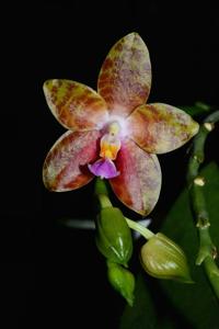 Phalaenopsis Nosa Gold