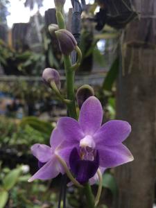 Phalaenopsis Little Blue Bird