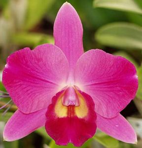 Cattleya Dream Cloud