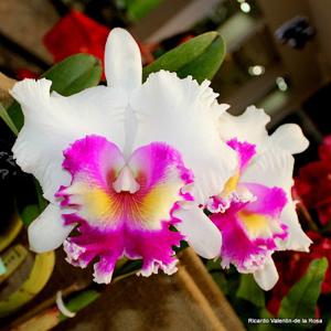 Rhyncholaeliocattleya Doctor Joe Walker