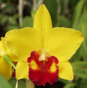 Rhyncholaeliocattleya Little Toshie