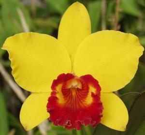 Rhyncholaeliocattleya Little Toshie