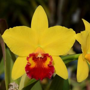 Rhyncholaeliocattleya Little Toshie