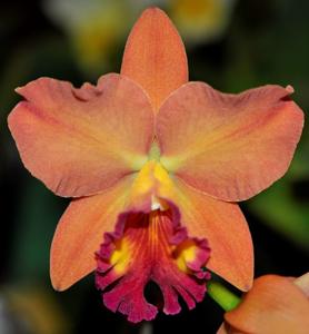 Rhyncholaeliocattleya Little Toshie