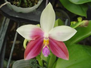 Phalaenopsis Germaine Vincent