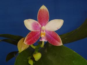 Phalaenopsis Germaine Vincent