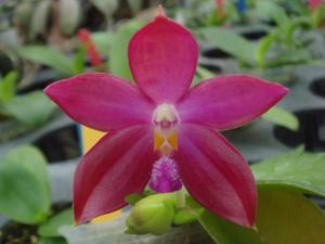 Phalaenopsis Germaine Vincent