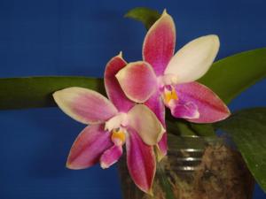 Phalaenopsis Germaine Vincent