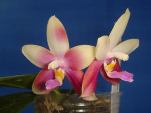 Phalaenopsis Germaine Vincent