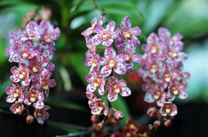 Sarcochilus Burgundy on Ice