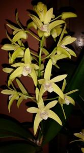 Dendrobium Awesome