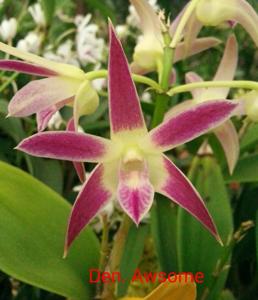 Dendrobium Awesome