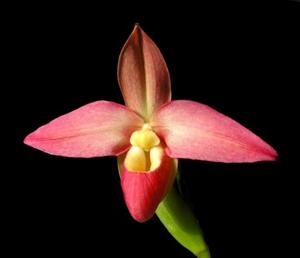 Phragmipedium Don Wimber