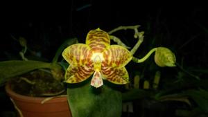 Phalaenopsis Yungho Gelbliambo