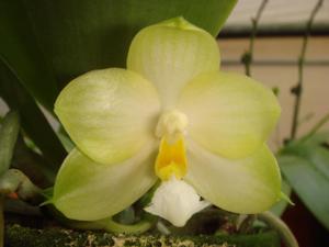 Phalaenopsis Yungho Gelblitz