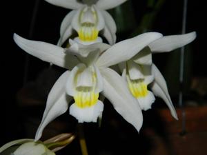 Coelogyne Unchained Melody