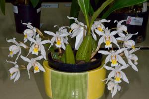 Coelogyne Unchained Melody