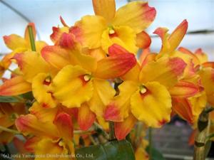 Dendrobium Oriental Magic