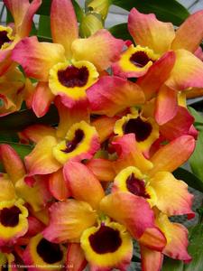 Dendrobium Oriental Magic