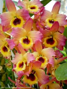 Dendrobium Oriental Magic