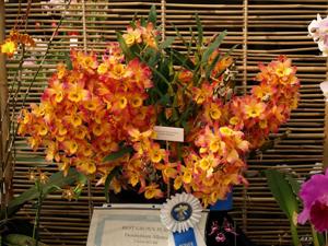 Dendrobium Oriental Smile