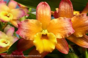 Dendrobium Oriental Smile