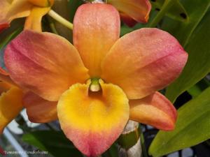 Dendrobium Oriental Smile