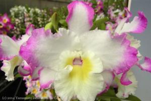 Dendrobium Pink Rabbit