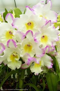 Dendrobium Pink Rabbit