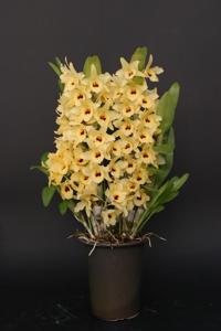 Dendrobium Yellow Magic