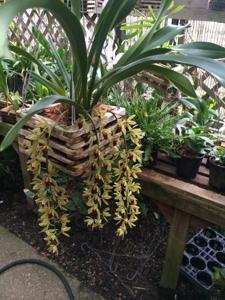 Cymbidium Tennis