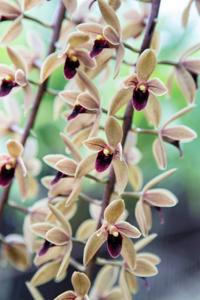 Cymbidium Tennis