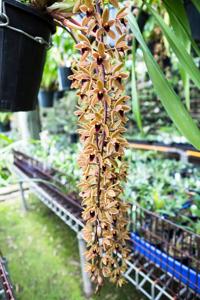 Cymbidium Tennis