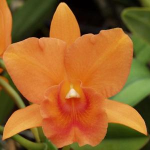 Rhyncattleanthe Carolina Orange D'Or