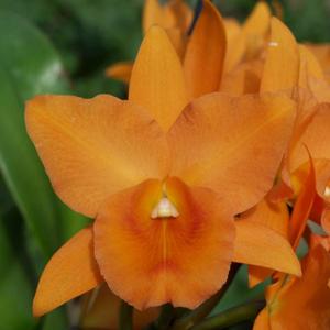 Rhyncattleanthe Carolina Orange D'Or