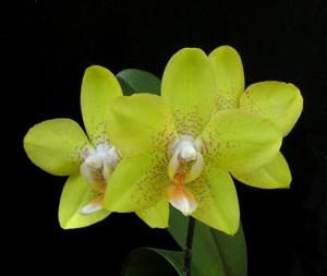 Phalaenopsis Brother Lawrence