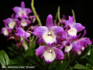 Dendrobium Hamana Lake