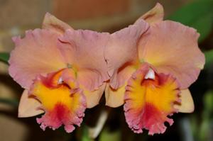 Cattleya Royal Beau