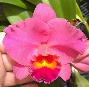 Cattleya Royal Beau