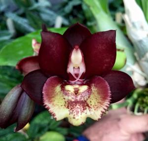 Catasetum Donna Wise