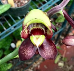 Catasetum Donna Wise