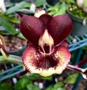 Catasetum Donna Wise