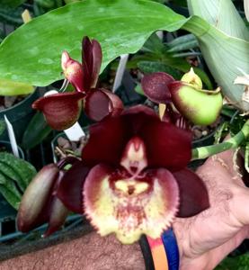 Catasetum Donna Wise