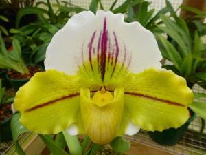 Paphiopedilum Global Passport